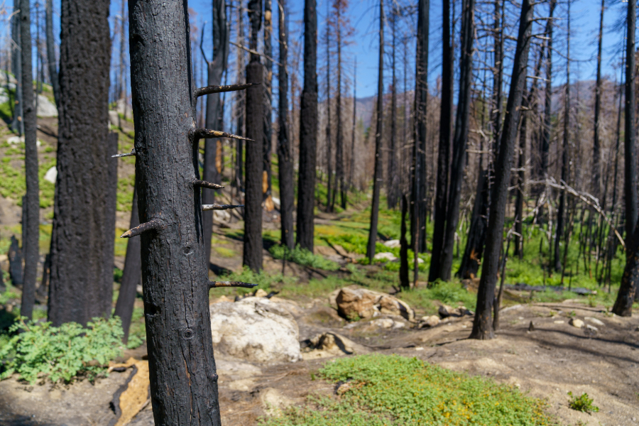 Soil Erosion Control: Proven Techniques to Stabilize Land After a Wildfire - Featured Image